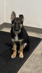 Shelter Stray Male Dog last seen Near E Rodeo Walk Drive, Holladay, UT, 84117, 511 W 3900 S, Salt Lake City, UT 84123, USA
