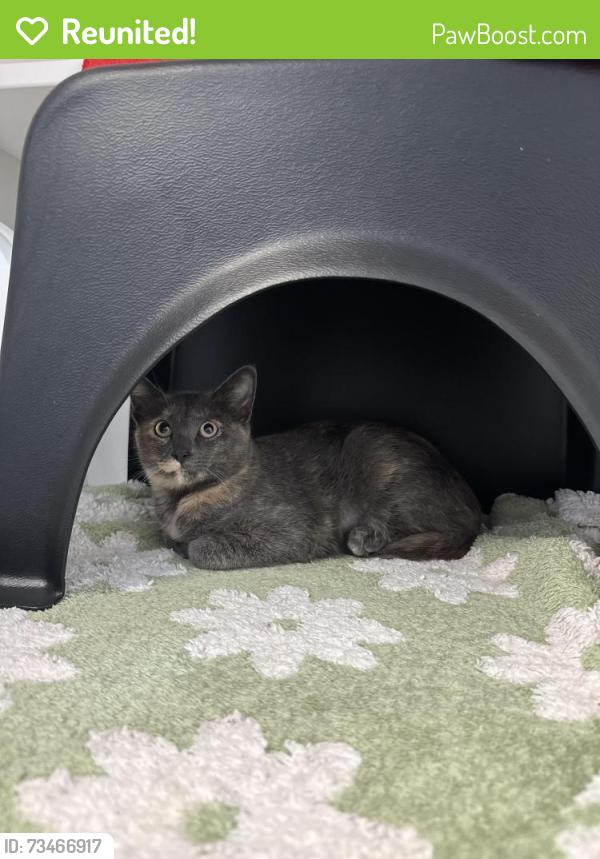 Reunited Female Cat last seen Off 5600 S near the Murray City Cemetery, Murray, UT 84107