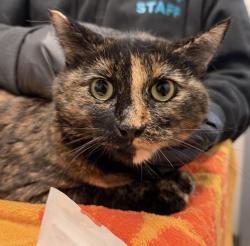Shelter Stray Female Cat last seen Near 51st Street, San Diego, CA, 92115, 5500 Gaines St, San Diego, CA 92110, USA