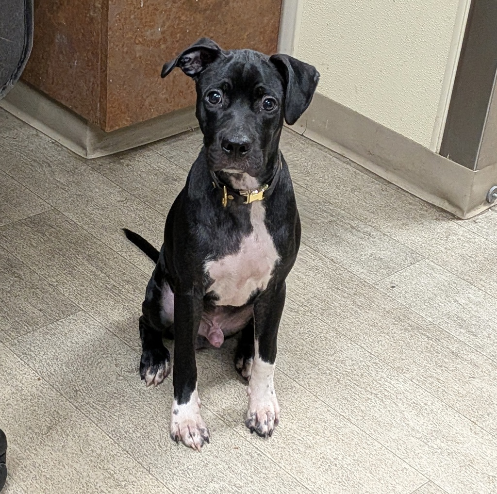 Shelter Stray Male Dog last seen Near El Cajon Boulevard, San Diego, CA, 92104, 5500 Gaines St, San Diego, CA 92110, USA