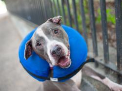 Shelter Stray Male Dog last seen 170th Street, BRONX, NY, 10456, 326 E 110th St, New York, NY 10029, USA