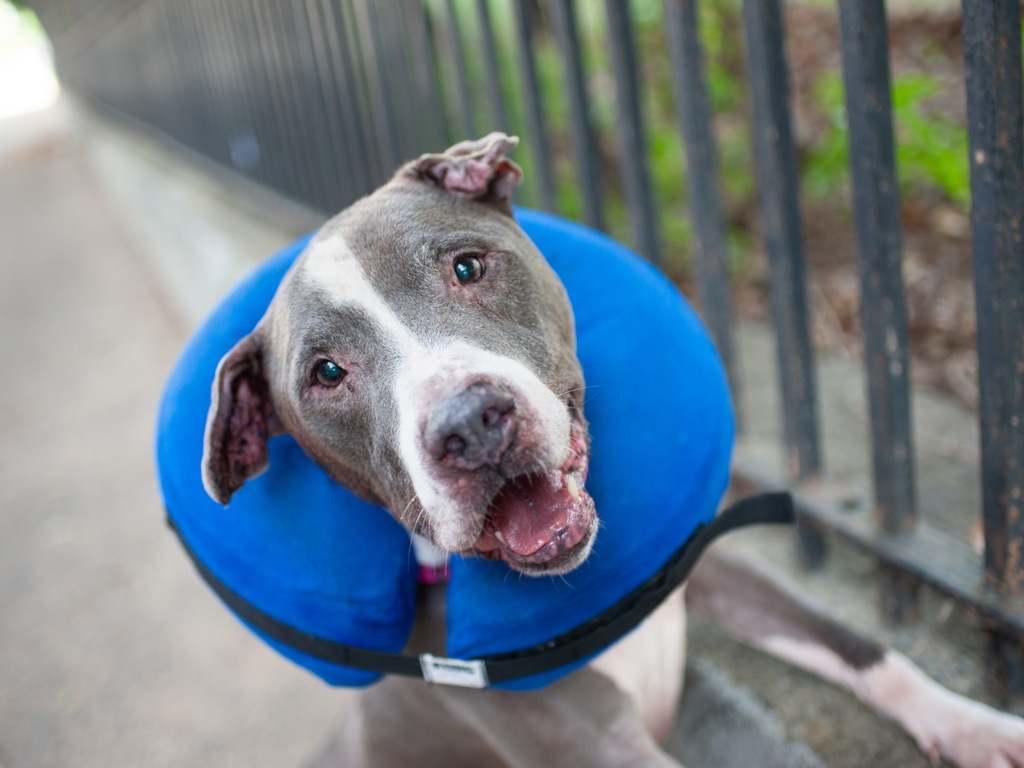 Shelter Stray Male Dog last seen 170th Street, BRONX, NY, 10456, 326 E 110th St, New York, NY 10029, USA