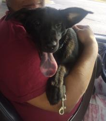 Lost Female Dog last seen Platt springs home, West Columbia, SC 29033