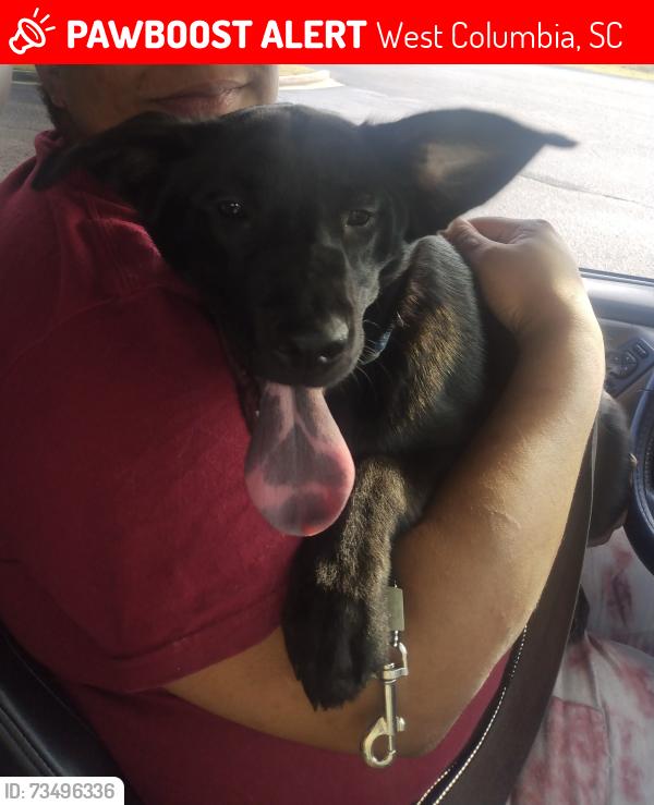Lost Female Dog last seen Platt springs home, West Columbia, SC 29033