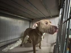 Shelter Stray Male Dog last seen Near Empire Blvd, Brooklyn, NY 11225, BROOKLYN, NY, 11225, 326 E 110th St, New York, NY 10029, USA