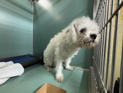 Shelter Stray Female Dog last seen Near Willoughby Avenue, BROOKLYN, NY, 11205, 326 E 110th St, New York, NY 10029, USA