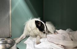 Shelter Stray Female Dog last seen Near Boston Rd Road, BRONX, NY, 10456, 326 E 110th St, New York, NY 10029, USA