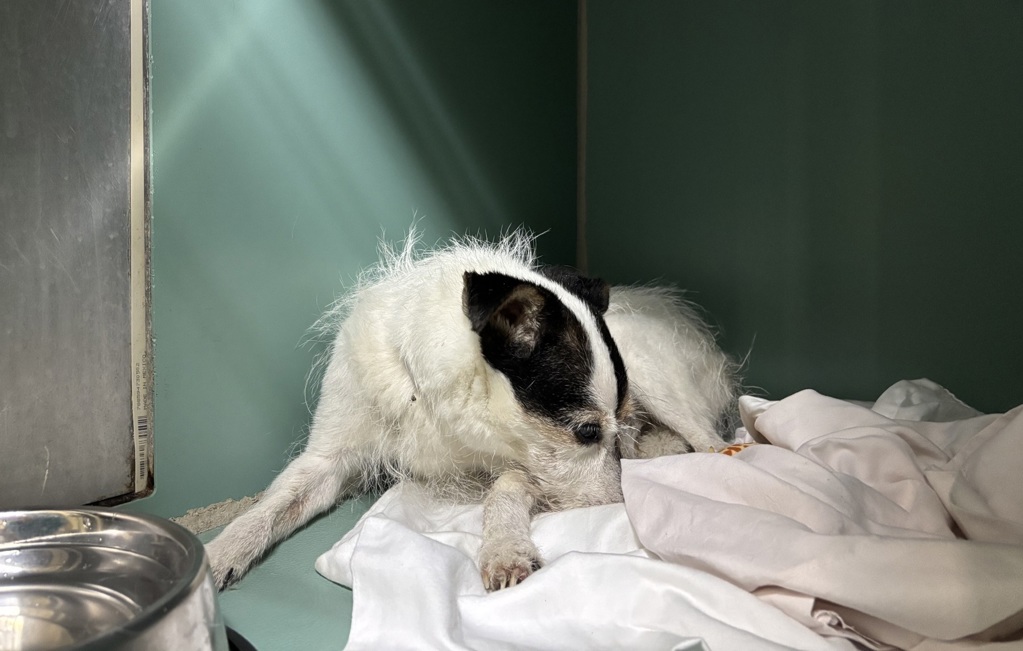 Shelter Stray Female Dog last seen Near Boston Rd Road, BRONX, NY, 10456, 326 E 110th St, New York, NY 10029, USA