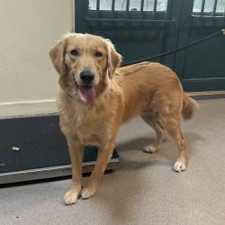 Shelter Stray Female Dog last seen , 361 S Raymond Ave, Pasadena, CA 91105, USA