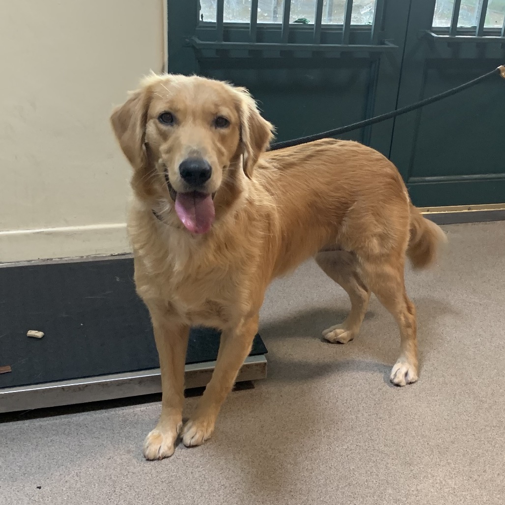 Shelter Stray Female Dog last seen , 361 S Raymond Ave, Pasadena, CA 91105, USA