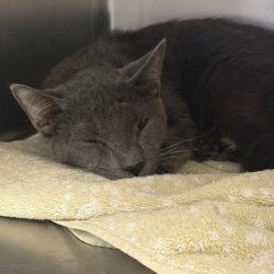 Shelter Stray Male Cat last seen , Animal Care & Control Team of Philly, 111 W Hunting Park Ave, Philadelphia, PA 19140, USA