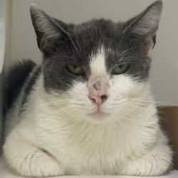 Shelter Stray Female Cat last seen , Animal Care & Control Team of Philly, 111 W Hunting Park Ave, Philadelphia, PA 19140, USA