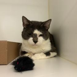 Shelter Stray Male Cat last seen , Animal Care & Control Team of Philly, 111 W Hunting Park Ave, Philadelphia, PA 19140, USA