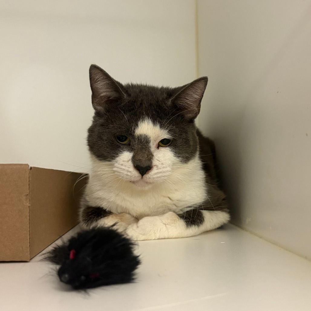 Shelter Stray Male Cat last seen , Animal Care & Control Team of Philly, 111 W Hunting Park Ave, Philadelphia, PA 19140, USA