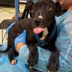Shelter Stray Male Dog last seen , Animal Care & Control Team of Philly, 111 W Hunting Park Ave, Philadelphia, PA 19140, USA