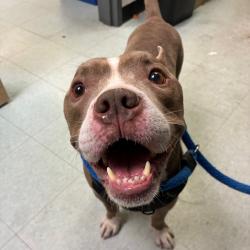 Shelter Stray Male Dog last seen , Animal Care & Control Team of Philly, 111 W Hunting Park Ave, Philadelphia, PA 19140, USA