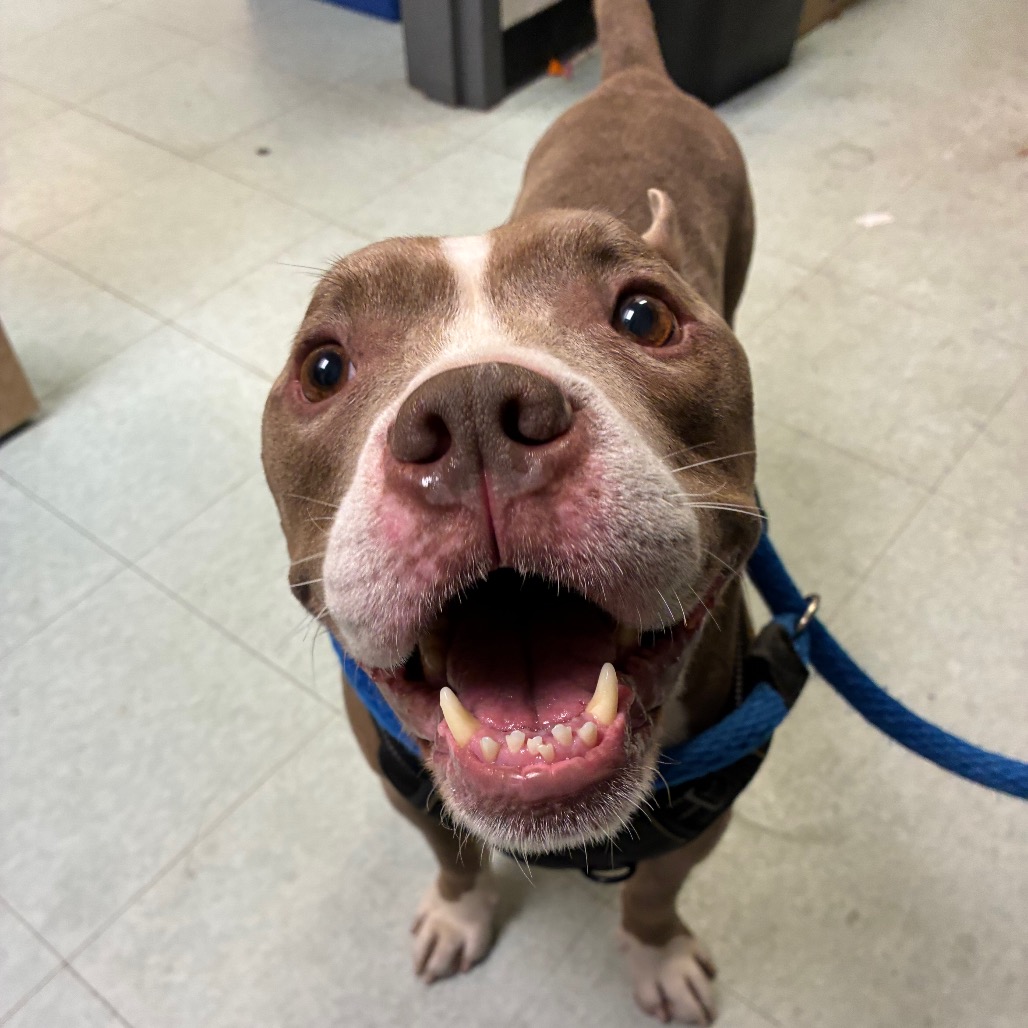 Shelter Stray Male Dog last seen , Animal Care & Control Team of Philly, 111 W Hunting Park Ave, Philadelphia, PA 19140, USA