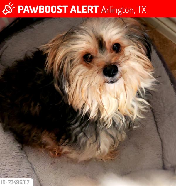 Lost Female Dog last seen Haddonstone Drive and Tacoma - Arlington, Texas, Arlington, TX 76017