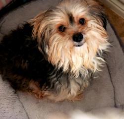 Lost Female Dog last seen Haddonstone Drive and Tacoma - Arlington, Texas, Arlington, TX 76017
