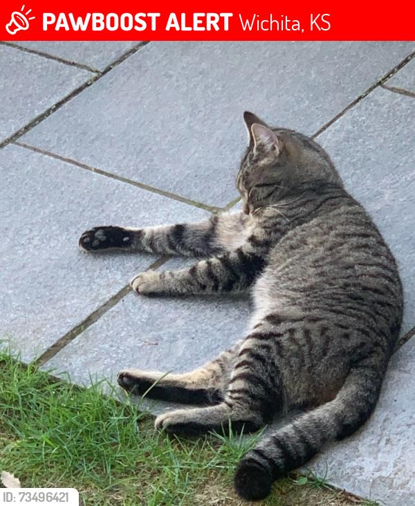 Lost Female Cat last seen Maple tracy across from.phillips, Wichita, KS 67209