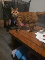 Reunited Male Cat last seen Hampden and Chambers, Aurora, CO 80014