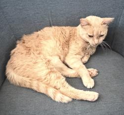 Lost Female Cat last seen Lakeview Marina, Eagle Mountain Lake, Ft. worth, Fort Worth, TX 76179