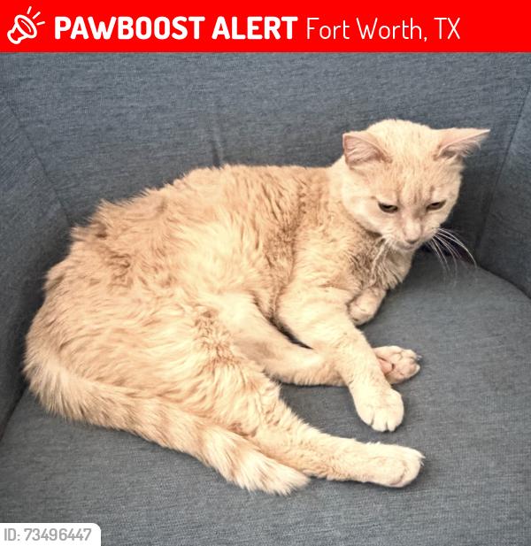 Lost Female Cat last seen Lakeview Marina, Eagle Mountain Lake, Ft. worth, Fort Worth, TX 76179