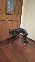 Reunited Male Dog last seen Perto do natural da terra, Vila Nova Conceição, SP 04535-050