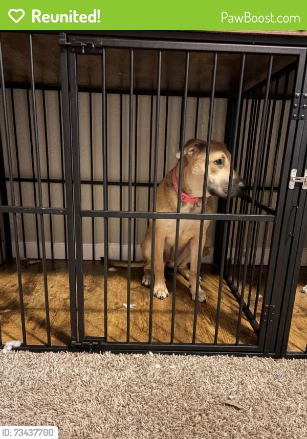 Reunited Female Dog last seen Lake Iola, Scottsburg, IN 47170