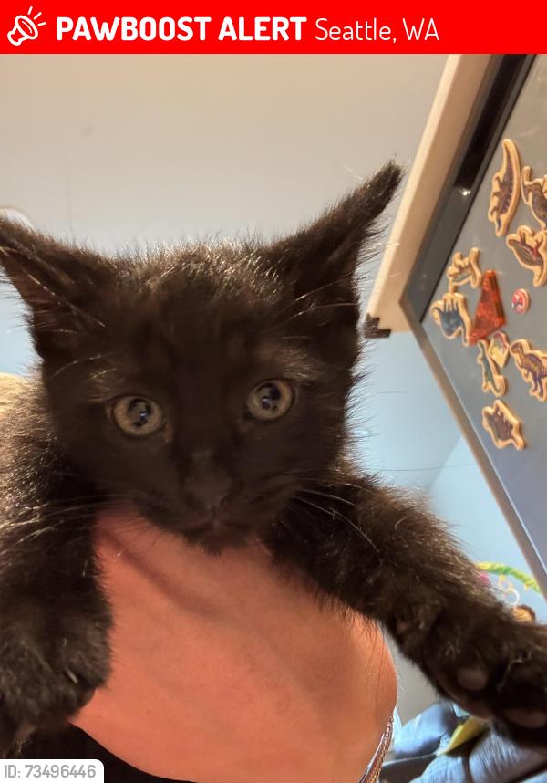 Lost Male Cat last seen 12th ave Ne & ne 42nd st, Seattle, WA 98105