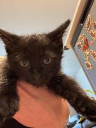 Lost Male Cat last seen 12th ave Ne & ne 42nd st, Seattle, WA 98105