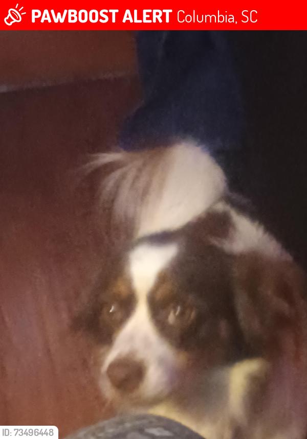 Lost Male Dog last seen Florence road in west columbia, Columbia, SC 29211