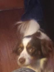 Lost Male Dog last seen Florence road in west columbia, Columbia, SC 29211