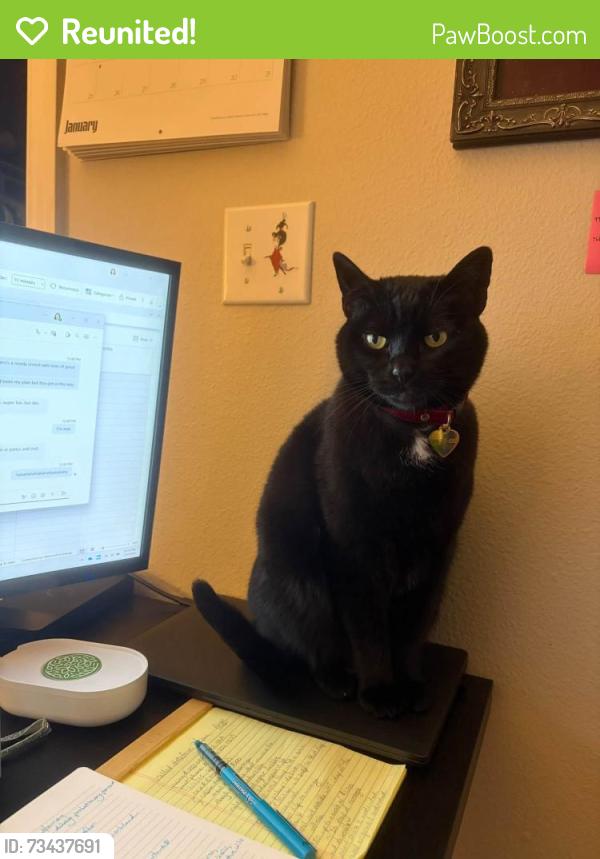 Reunited Female Cat last seen Alta at the Lake s, Issaquah, WA 98029