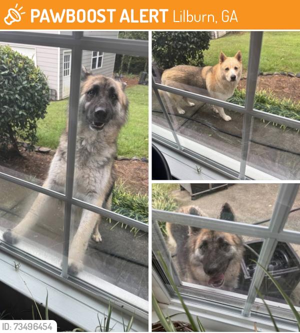 Found/Stray Unknown Dog last seen Oak Rd and Winding Way, Lilburn, GA 30047