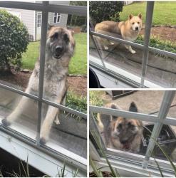 Found/Stray Unknown Dog last seen Oak Rd and Winding Way, Lilburn, GA 30047