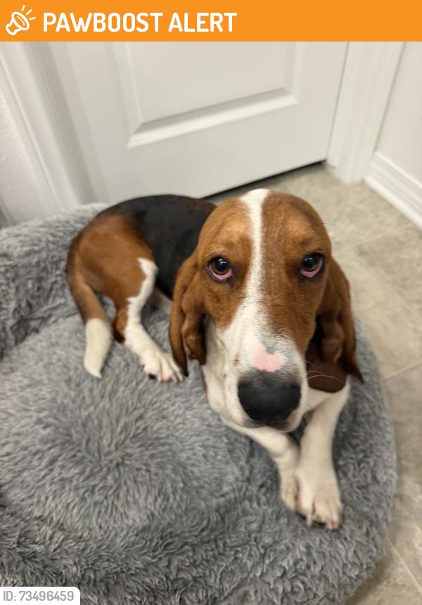 Found/Stray Male Dog last seen Found on corner of warren and esplandade, Riverside County, CA 92545