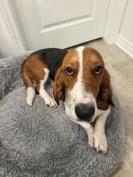 Found/Stray Male Dog last seen Found on corner of warren and esplandade, Riverside County, CA 92545