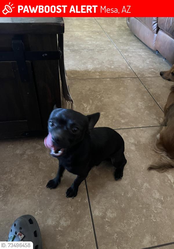 Lost Male Dog last seen Near E Isabella, Mesa, AZ 85204