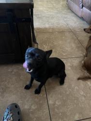 Lost Male Dog last seen Near E Isabella, Mesa, AZ 85204