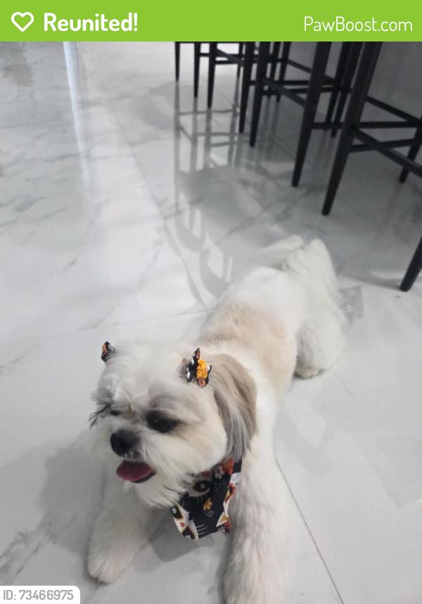 Reunited Female Dog last seen Mariner, Cape Coral, FL 33993