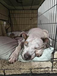 Reunited Male Dog last seen Dixie Hwy and SW 4th ave, Dania Beach, FL 33004