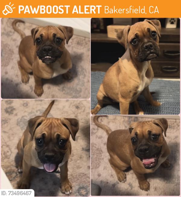 Found/Stray Female Dog last seen Hosking Ave, Bakersfield, CA 93307
