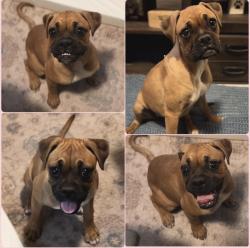 Found/Stray Female Dog last seen Hosking Ave, Bakersfield, CA 93307