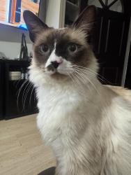 Reunited Male Cat last seen Near w clover ave, Rialto, CA 92376