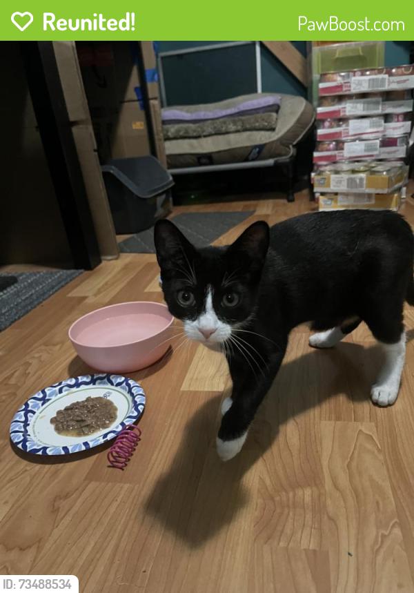 Reunited Female Cat last seen Entrance to Spanish Ranch Mobile Home Park and Pacheco Way gate south entrance, Hayward, CA 94544