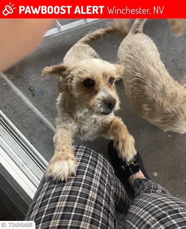 Lost Female Dog last seen Pennwood Ave & Arville St Las Vegas, NV 89102 United States, Winchester, NV 89102