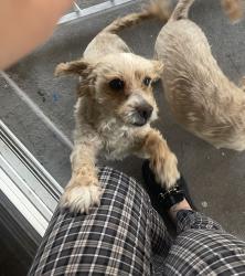 Lost Female Dog last seen Pennwood Ave & Arville St Las Vegas, NV 89102 United States, Winchester, NV 89102