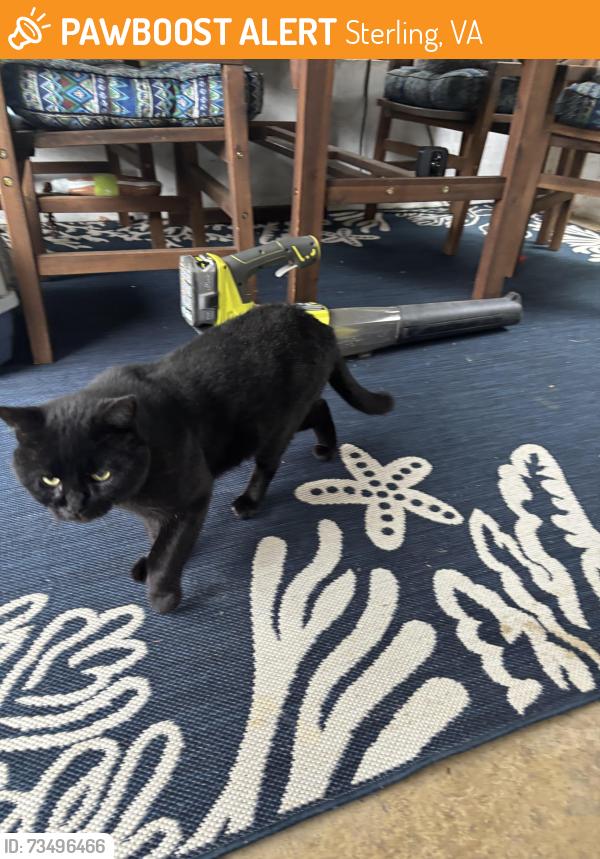 Found/Stray Male Cat last seen Poplar rd, Sterling, VA 20164