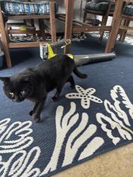 Found/Stray Male Cat last seen Poplar rd, Sterling, VA 20164